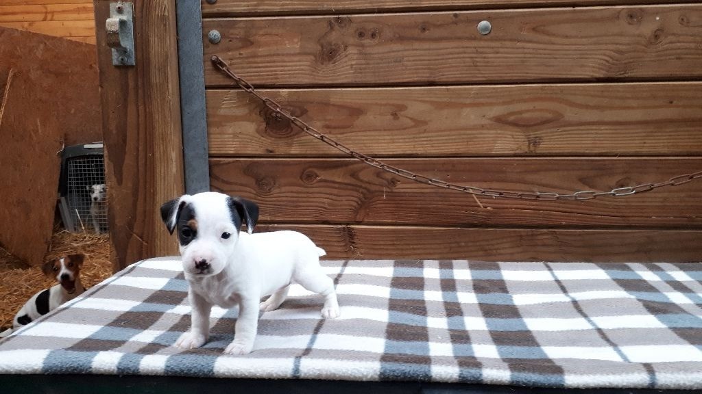 Du champ de l'ormeau - Chiots disponibles - Jack Russell Terrier