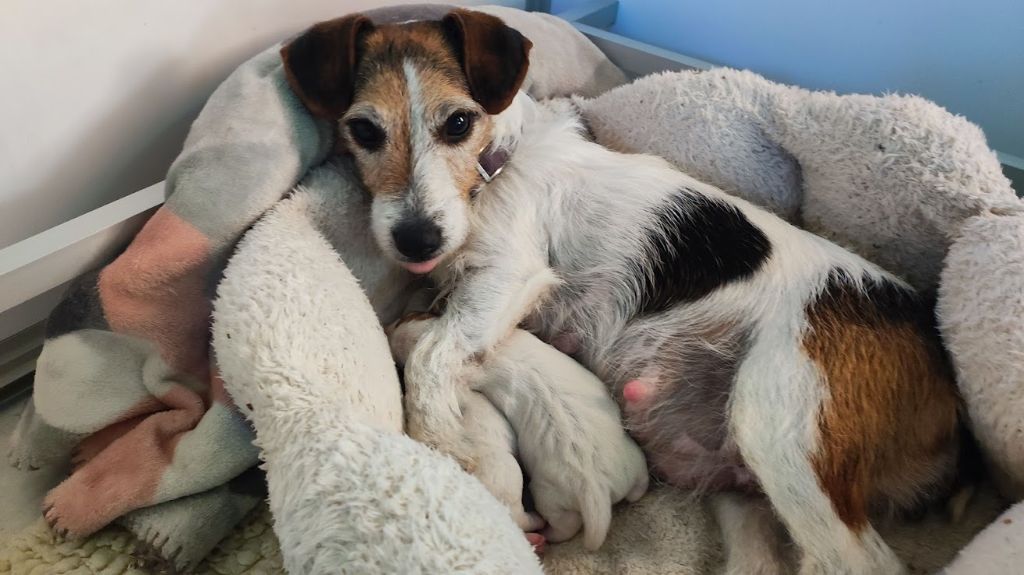 Chiot Jack Russell Terrier Du champ de l'ormeau