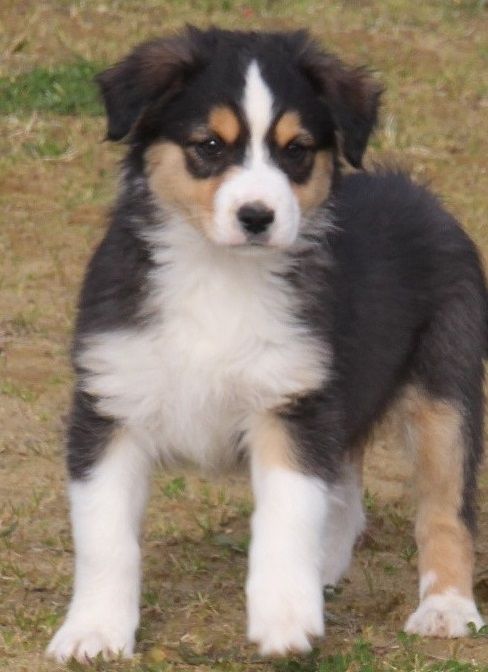 Du champ de l'ormeau - Chiots disponibles - Berger Australien