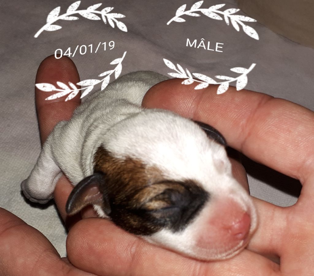 Du champ de l'ormeau - Chiots disponibles - Jack Russell Terrier