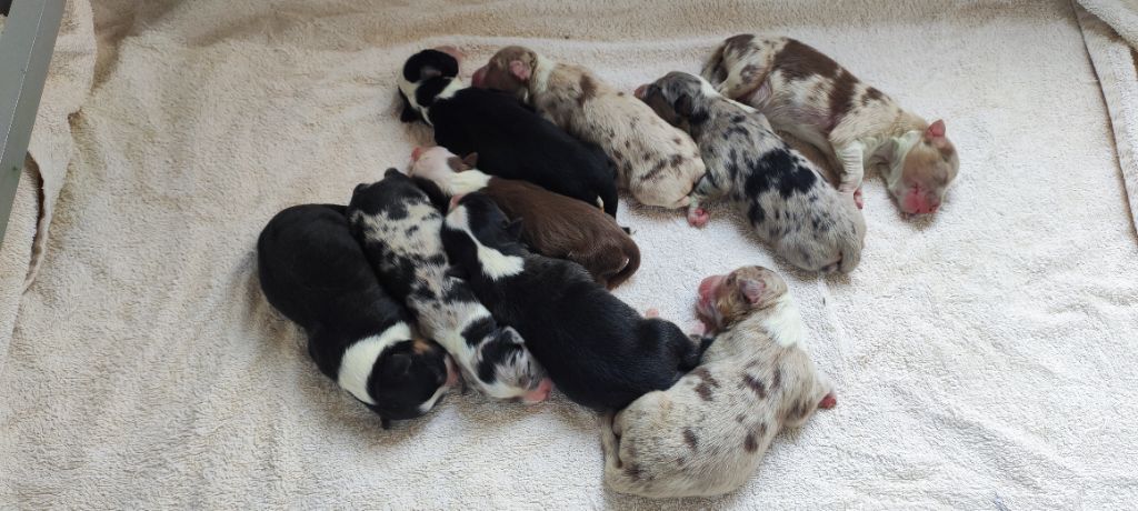 Du champ de l'ormeau - Chiots disponibles - Berger Australien