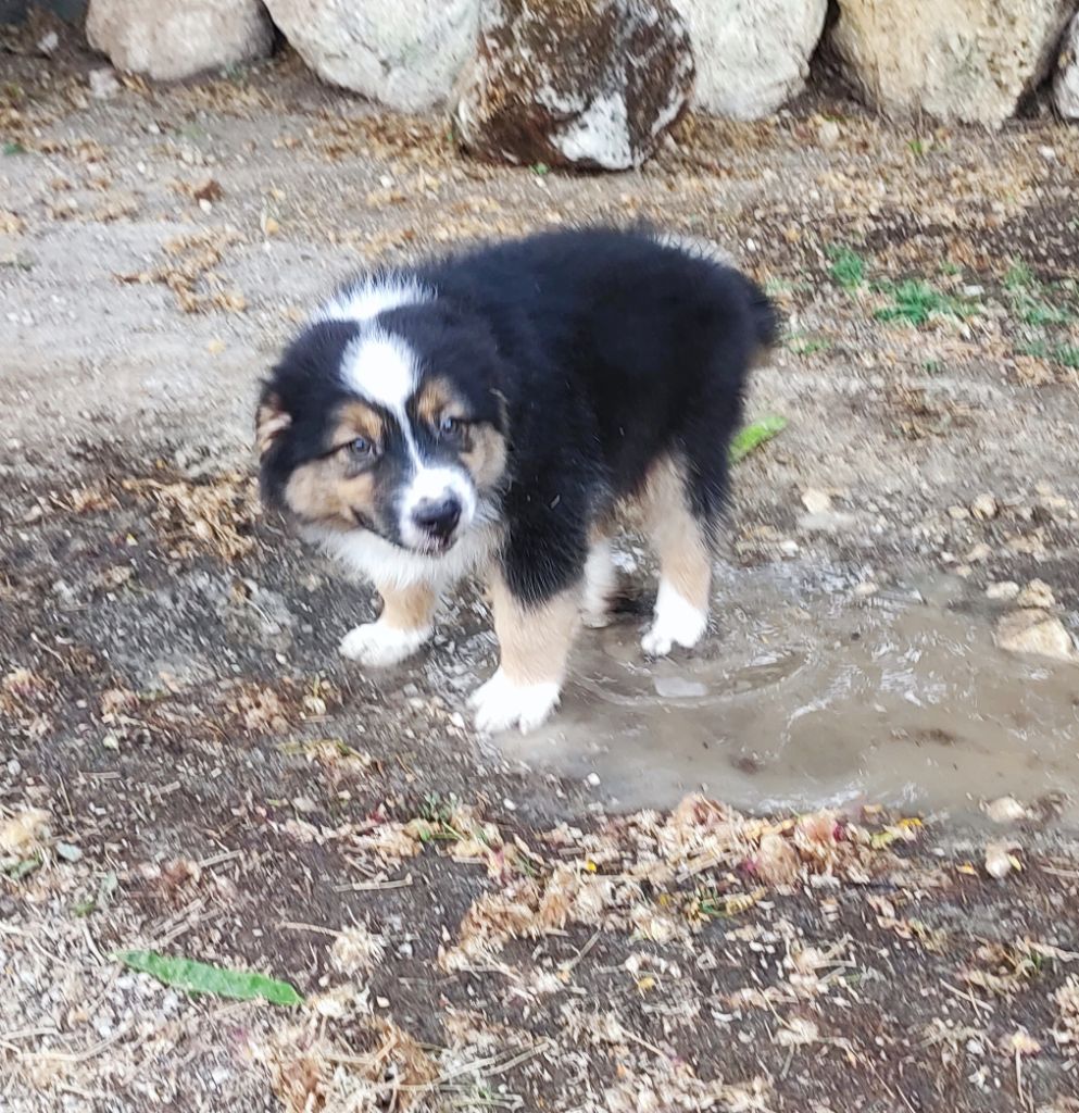 Du champ de l'ormeau - Chiots disponibles - Berger Australien