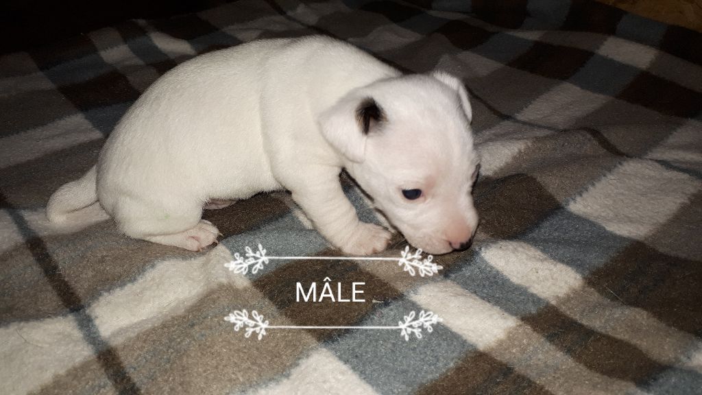 Du champ de l'ormeau - Chiots disponibles - Jack Russell Terrier