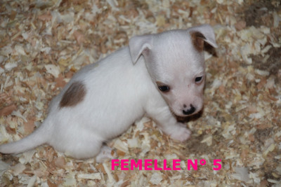 N° 5 - BABOU du champ de L'Ormeau - Femelle N° 5