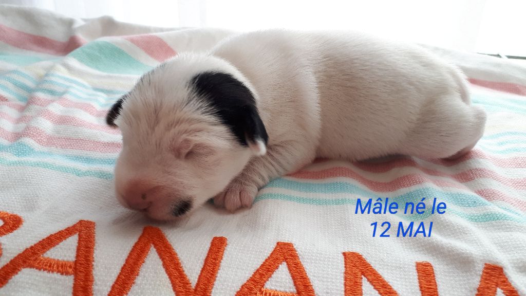 Du champ de l'ormeau - Chiots disponibles - Jack Russell Terrier