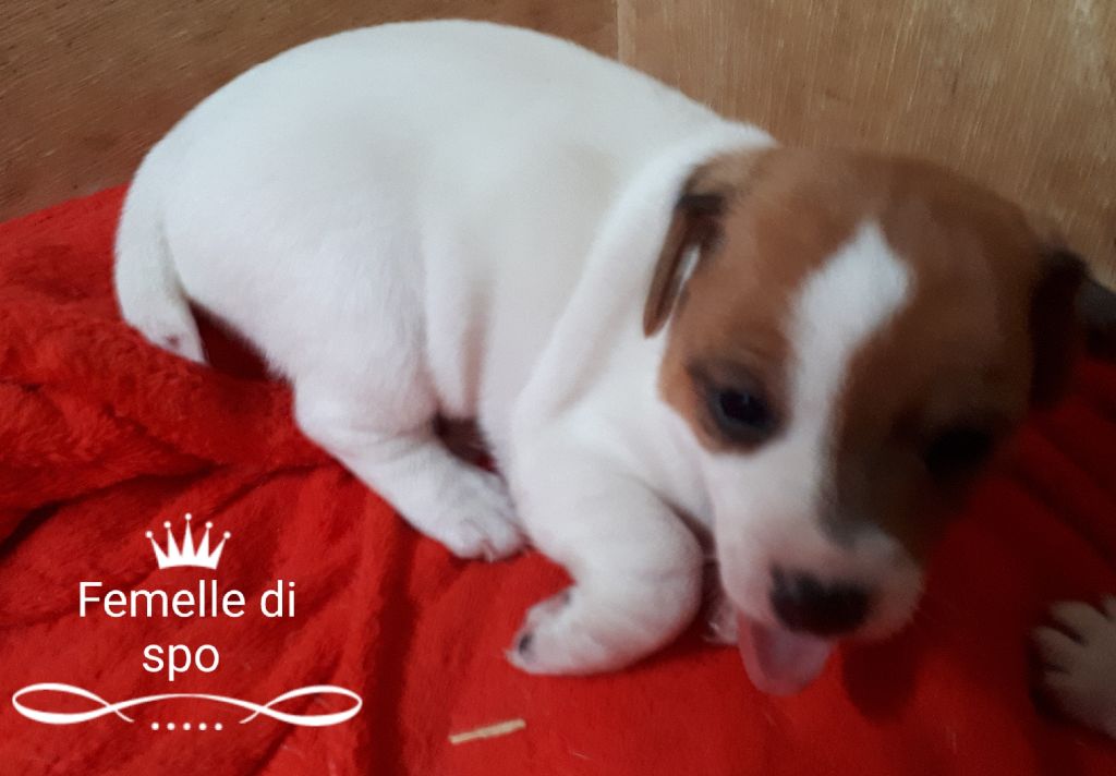 Du champ de l'ormeau - Chiots disponibles - Jack Russell Terrier