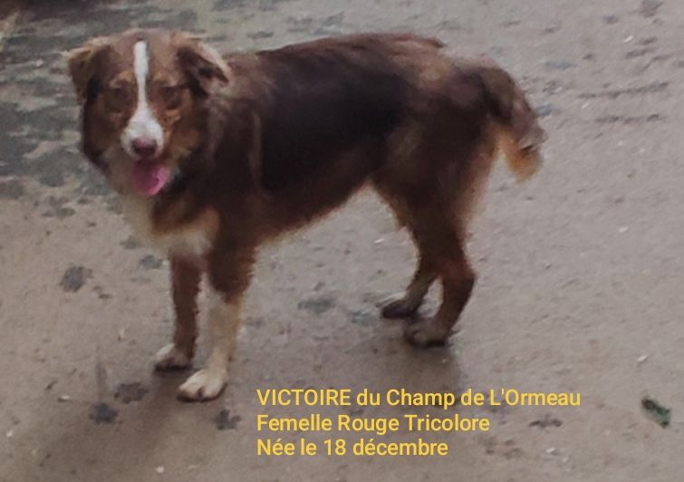 Du champ de l'ormeau - Chiots disponibles - Berger Australien