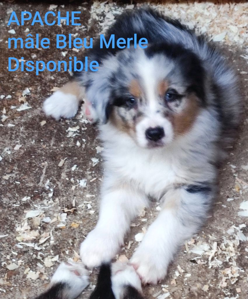 Du champ de l'ormeau - Chiots disponibles - Berger Australien
