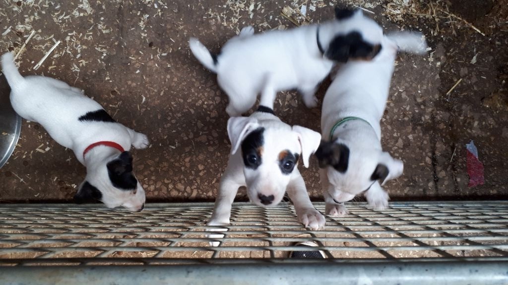 Du champ de l'ormeau - Chiots disponibles - Jack Russell Terrier