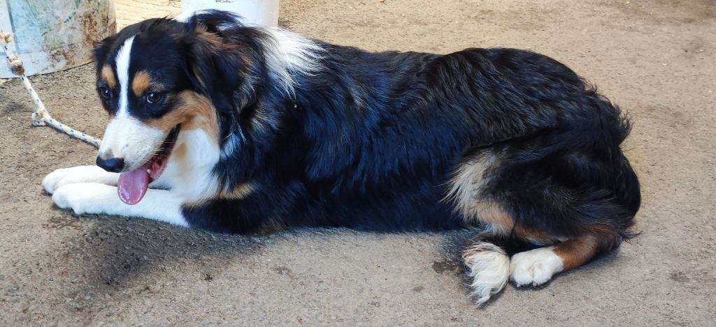 Du champ de l'ormeau - Chiots disponibles - Berger Australien