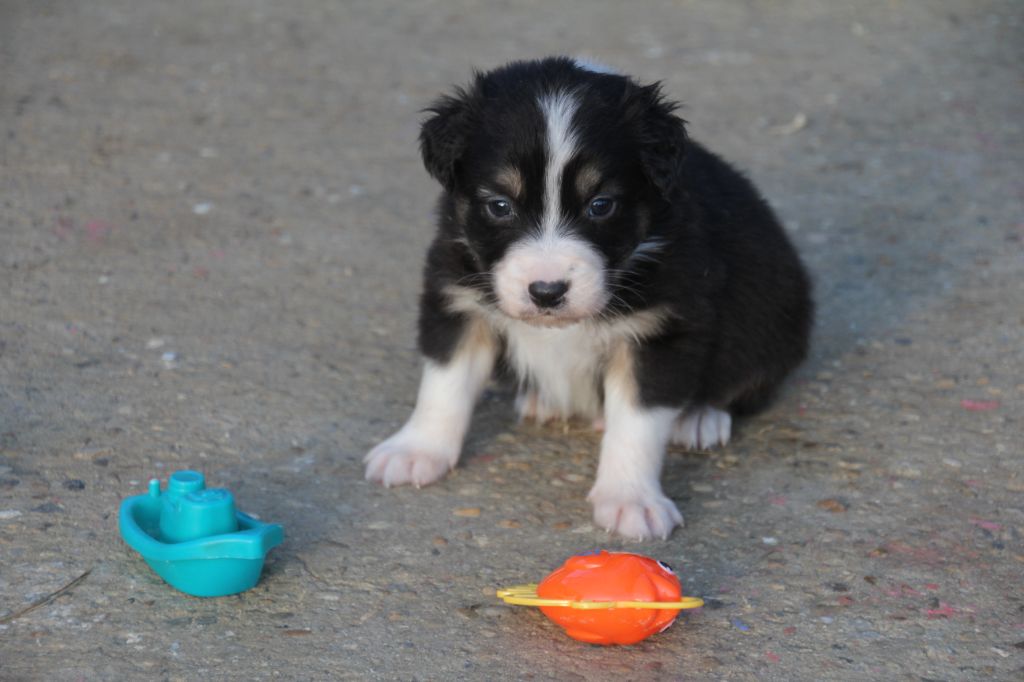 Du champ de l'ormeau - Chiots disponibles - Berger Australien