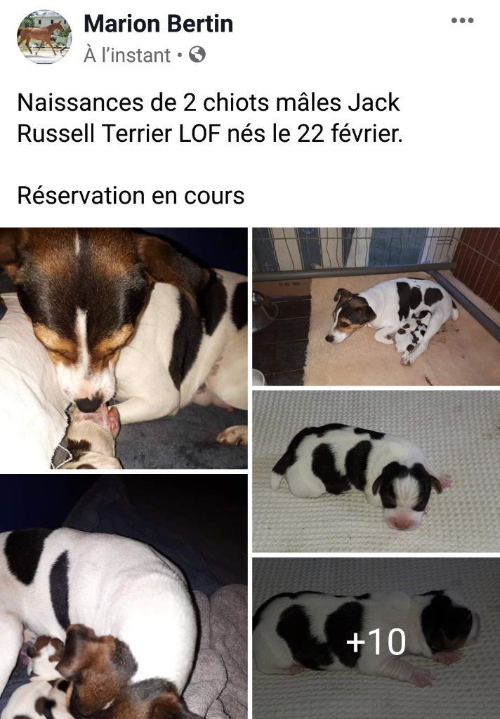 Chiot Jack Russell Terrier Du champ de l'ormeau