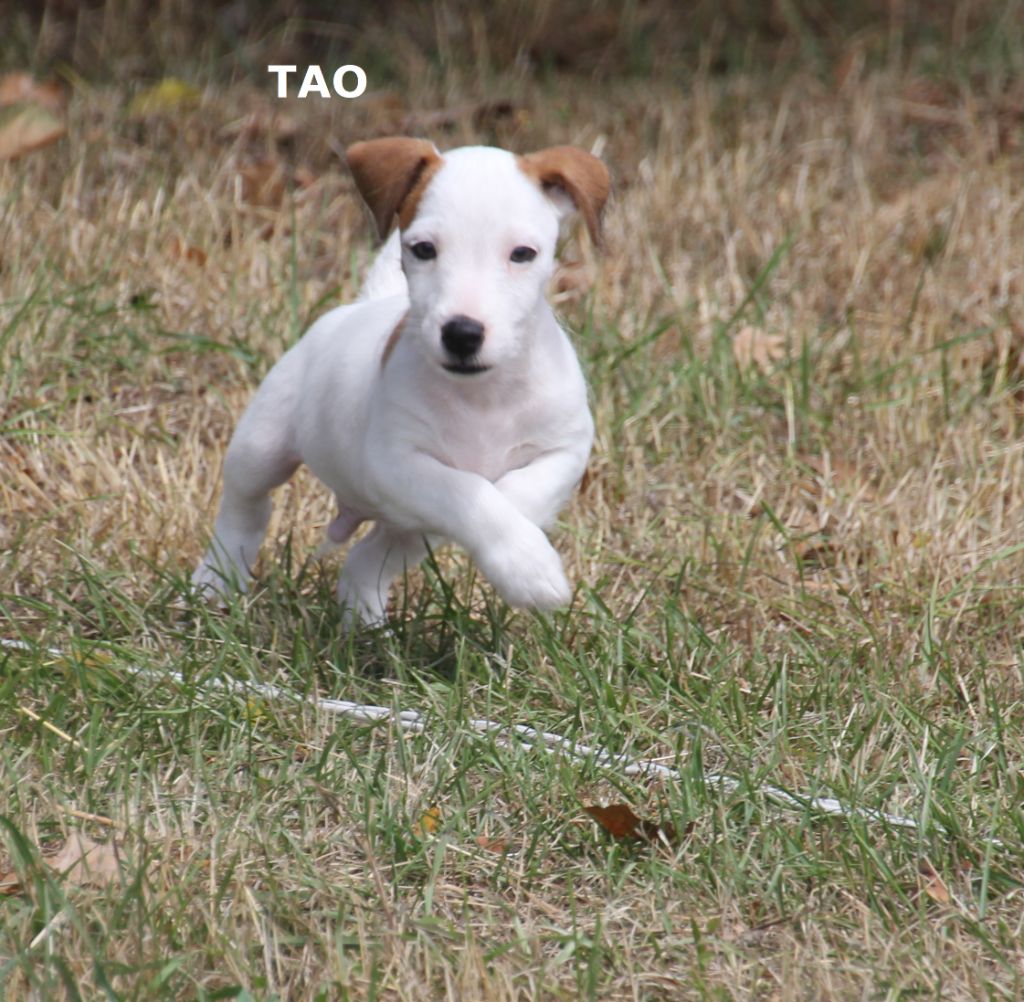 Du champ de l'ormeau - Chiots disponibles - Jack Russell Terrier