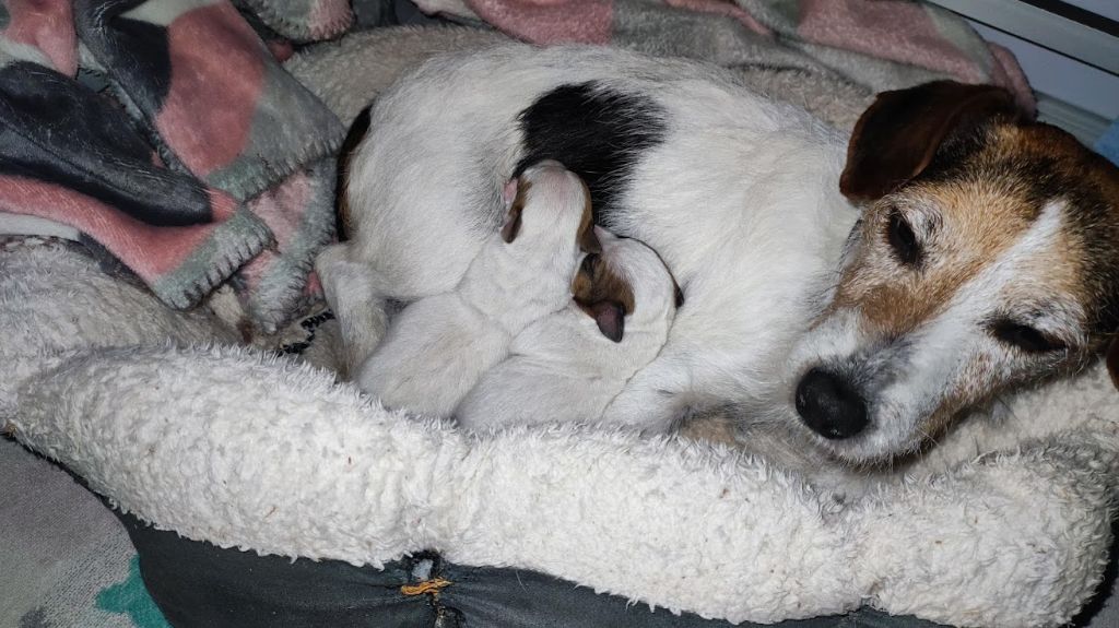 Du champ de l'ormeau - Chiots disponibles - Jack Russell Terrier