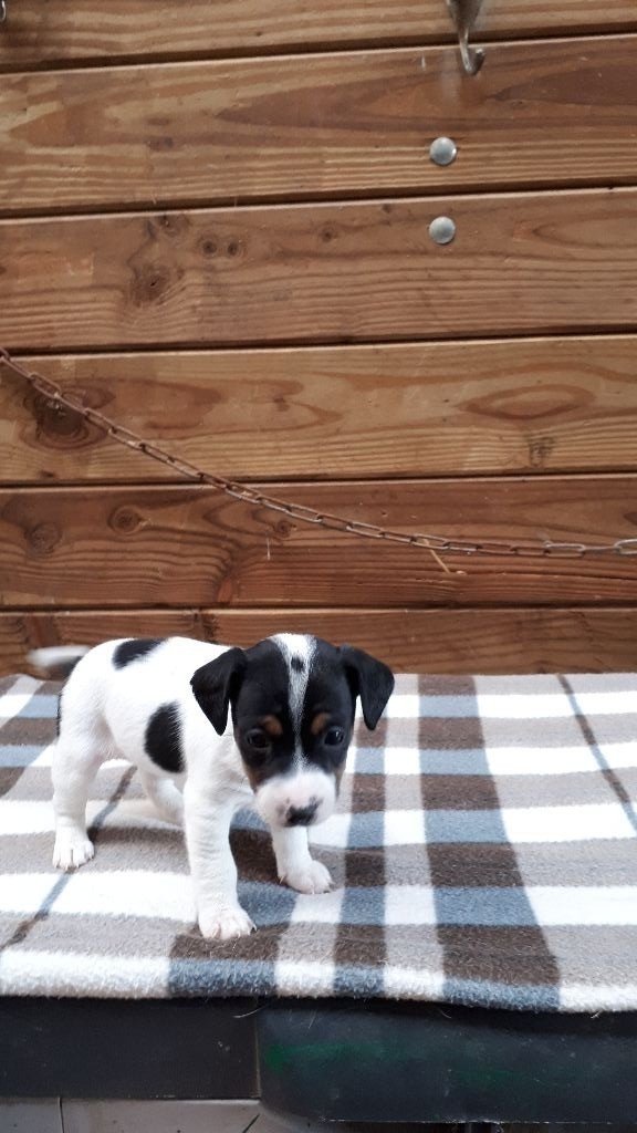 Du champ de l'ormeau - Chiots disponibles - Jack Russell Terrier