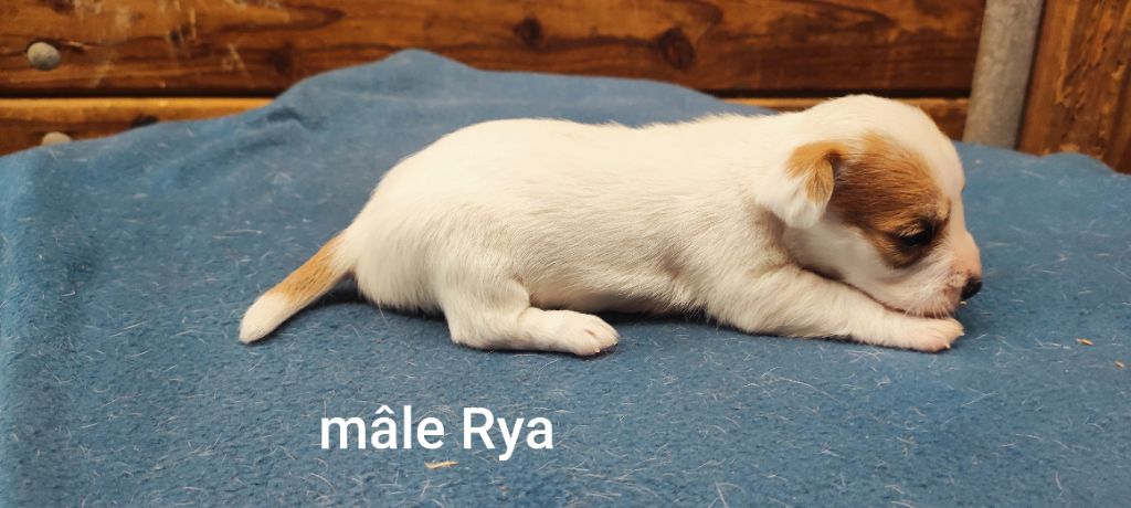 Du champ de l'ormeau - Chiots disponibles - Jack Russell Terrier